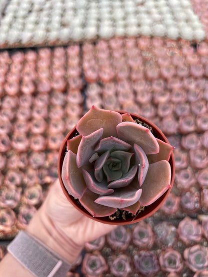 Echeveria Pink Costa - Tray of 40