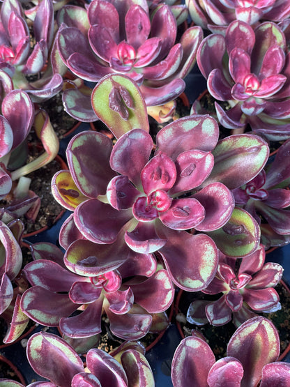 Echeveria Nodulosa Benitsukasa - Tray of 40