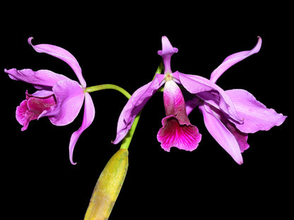 Cattleya purpurata Flamea