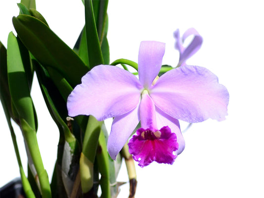 Laeliocattleya Susana x Speciosisima
