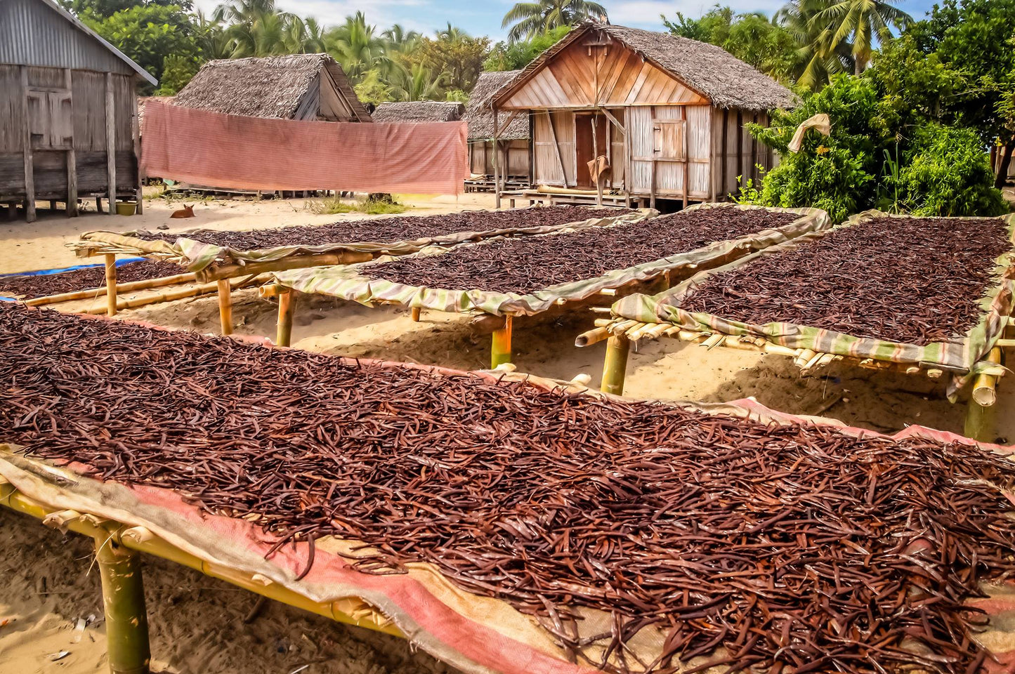 Mexican Vanilla Beans Whole Grade A Vanilla Pods - Veracruz Region