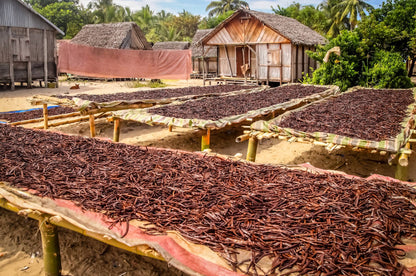 Mexican Vanilla Beans Whole Grade A Vanilla Pods - Veracruz Region