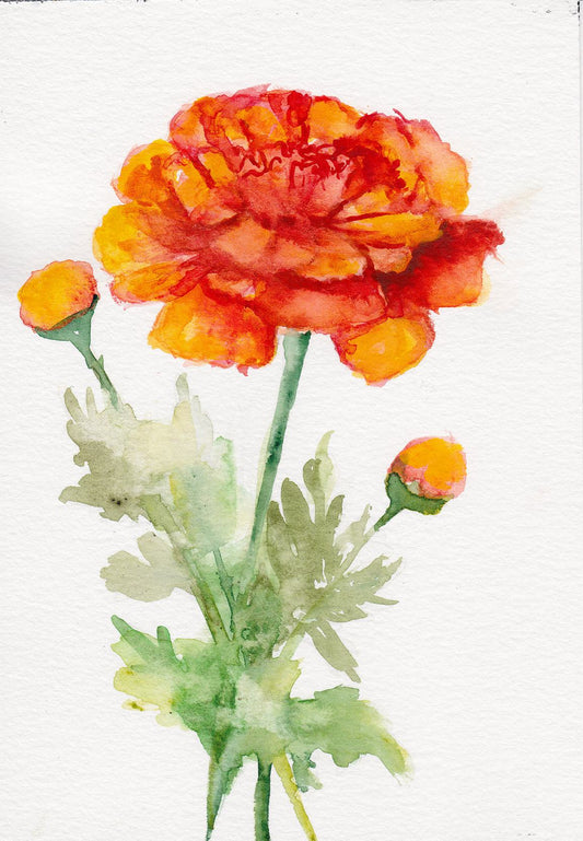 Marigold – October Birth Flower Art Print