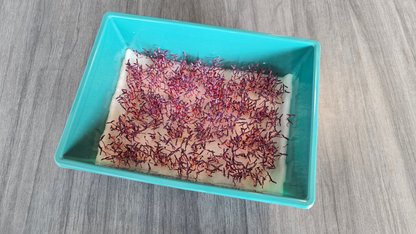 Amaranth (Garnet Red)