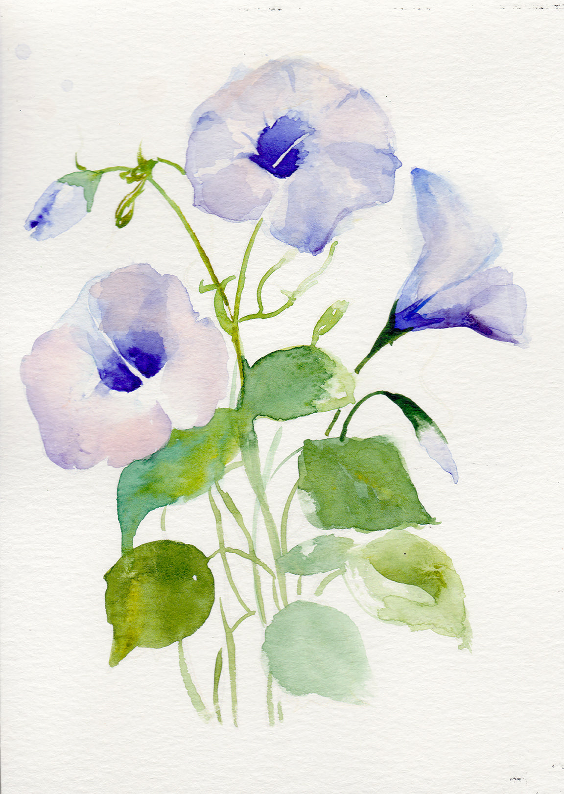 Morning Glory – September Birth Flower Art Print