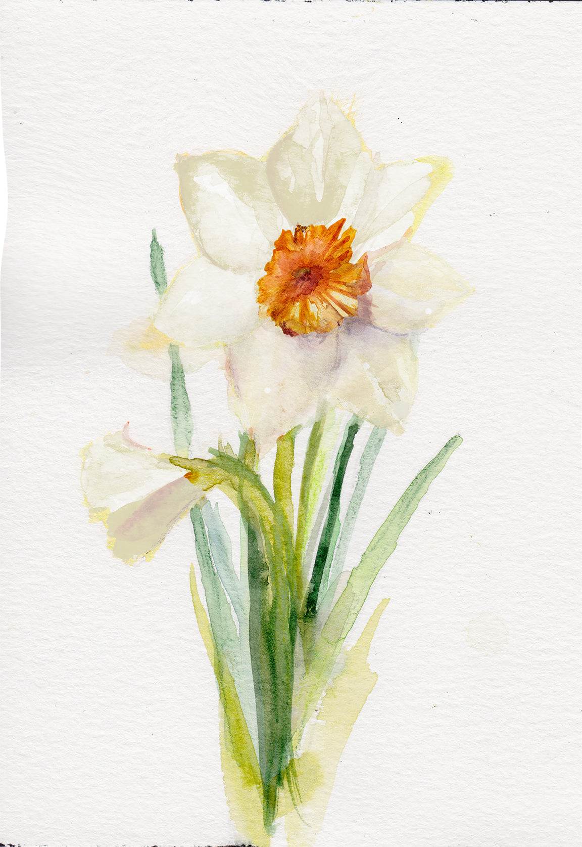 Narcissus – December Birth Flower Art Print