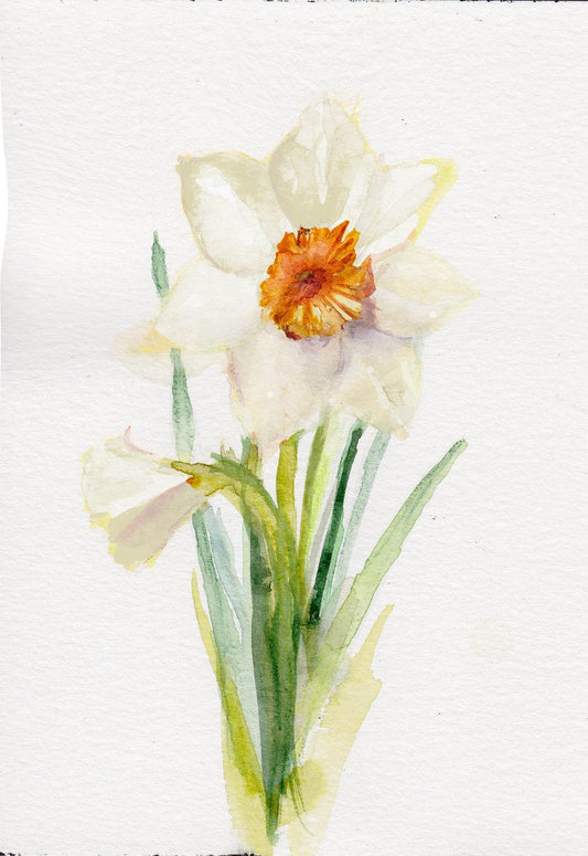 Narcissus – December Birth Flower Art Print