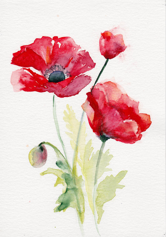 Poppy – August Birth Flower Art Print