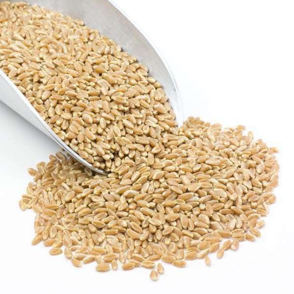 Wheat Berries, Prairie Gold (White)