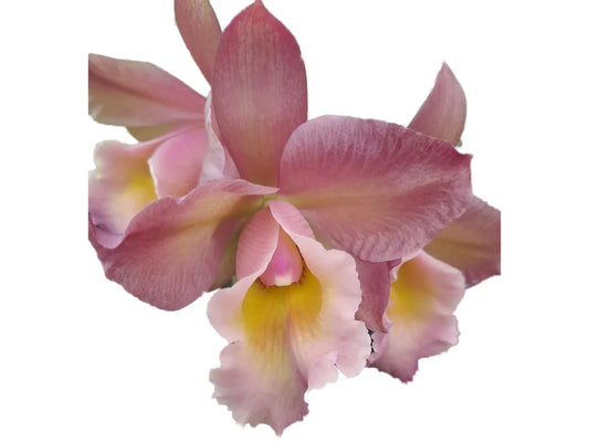 Rhyncholaeliocattleya Rainbow