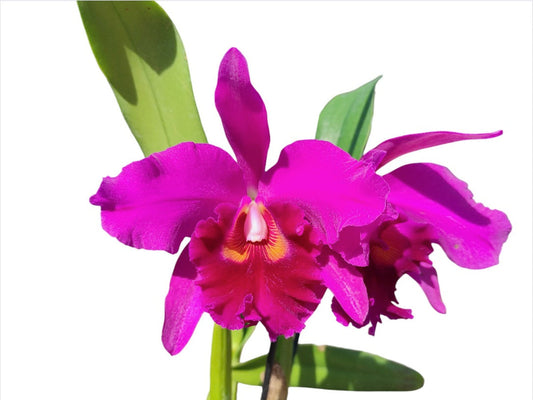 Rhyncholaeliocattleya Carmelita de Arosemena