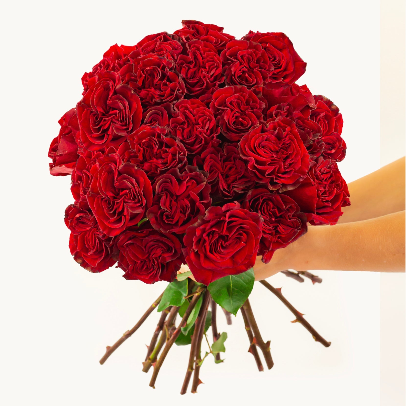 Deep Romance 24 stems