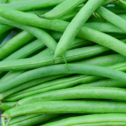 Contender Bush Bean Seeds