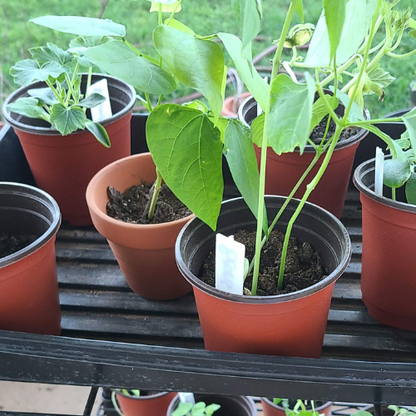 Seedling Transplant Pots