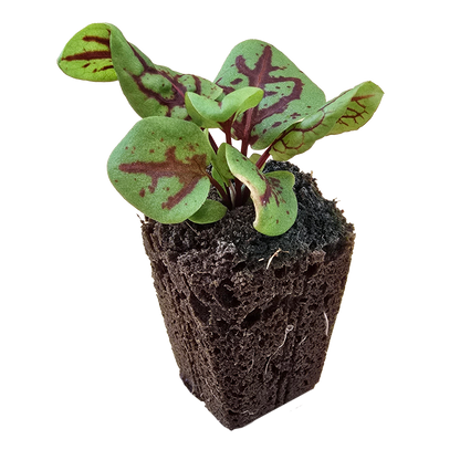 Sorrel (Red Veined) (4x)