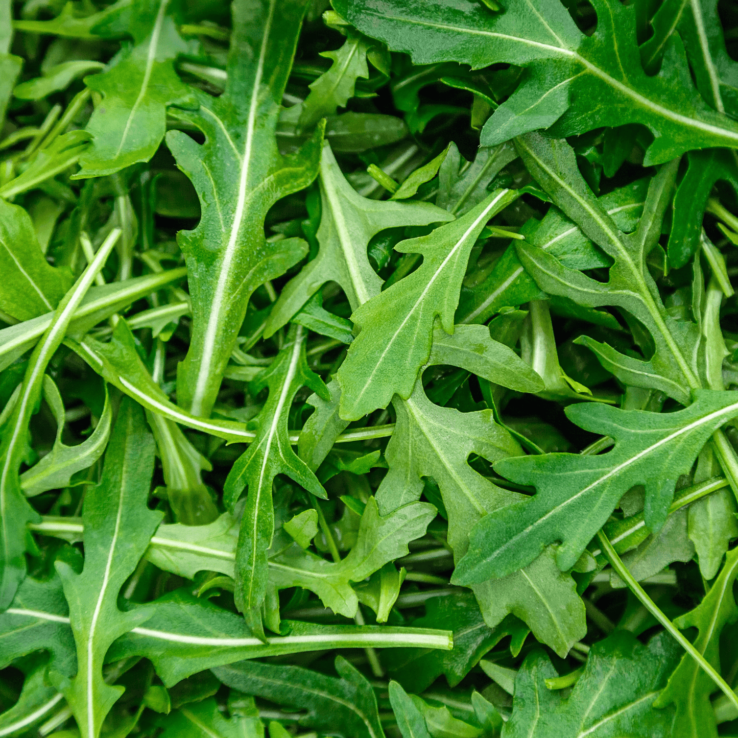 Arugula Seeds