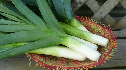 Autumn Giant Leek Onion - 300 Seeds