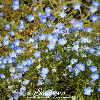 Baby Blue Eyes – 200 Seeds