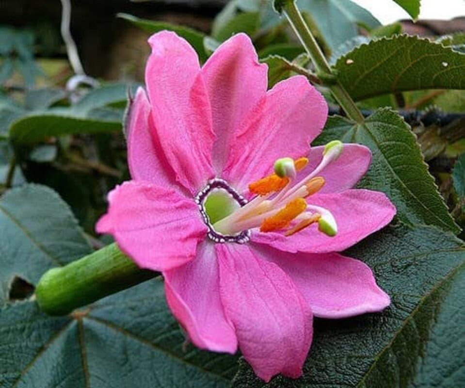 Banana Passion Fruit - 30 Seeds - Passion flower Maracuja, Banana Poka