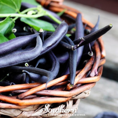 Blue Coco Bean (Pole) – 30 Seeds