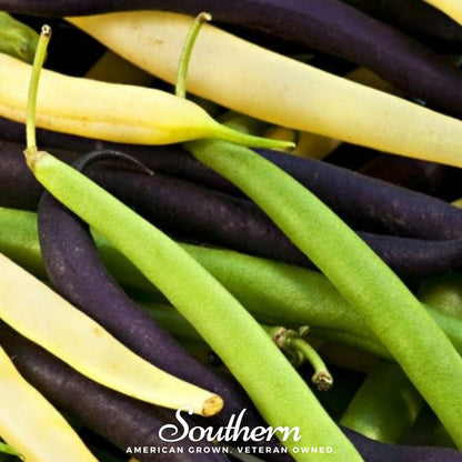 Multicolored Mix Lima Bean (Pole) – 30 Seeds