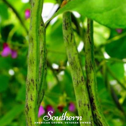 Tiger's Eye Bean (Bush) – 30 Seeds