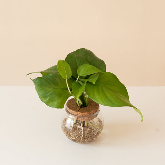 Beautifall® Jade