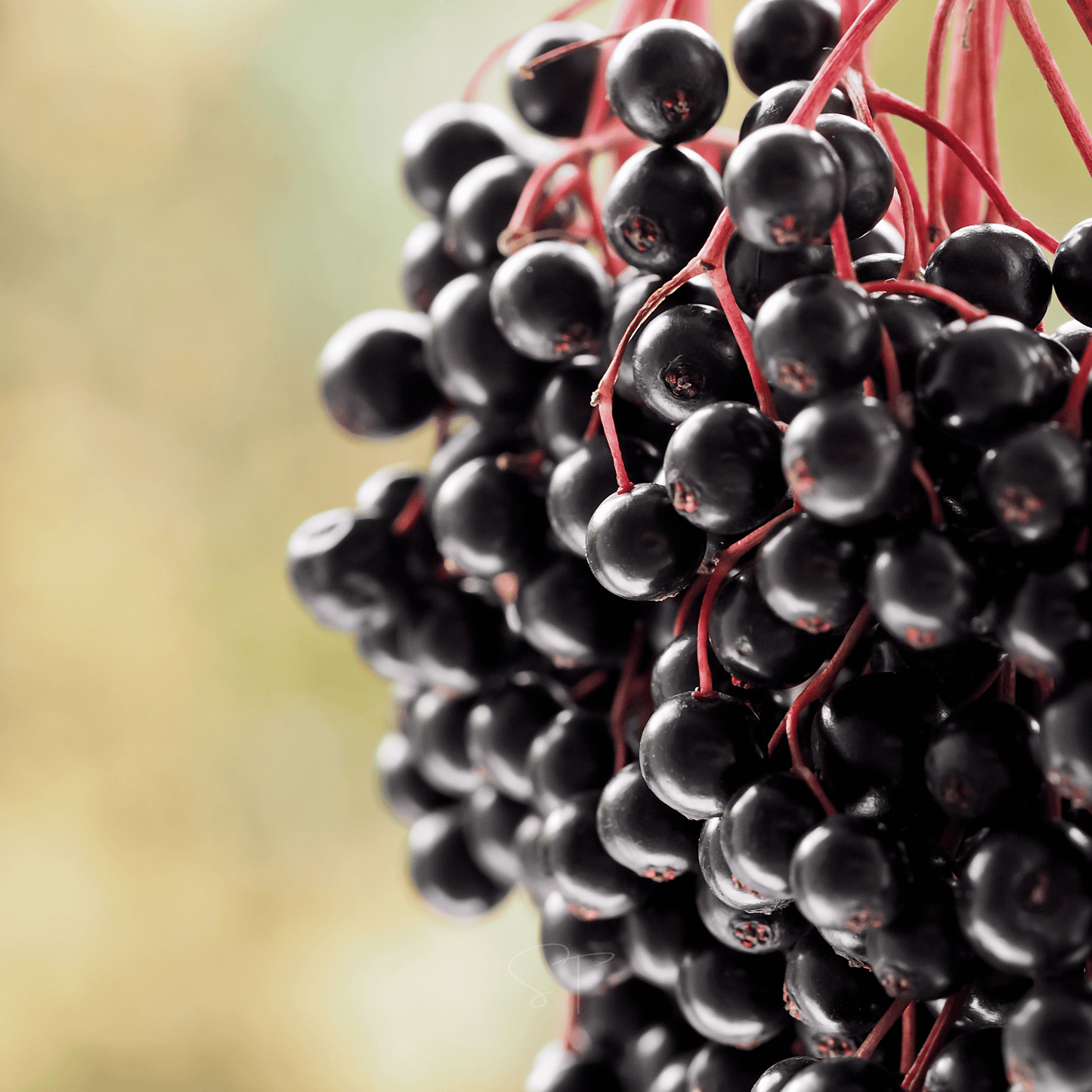 Berry Seed Collection (Elderberry • Blueberry • Strawberry)