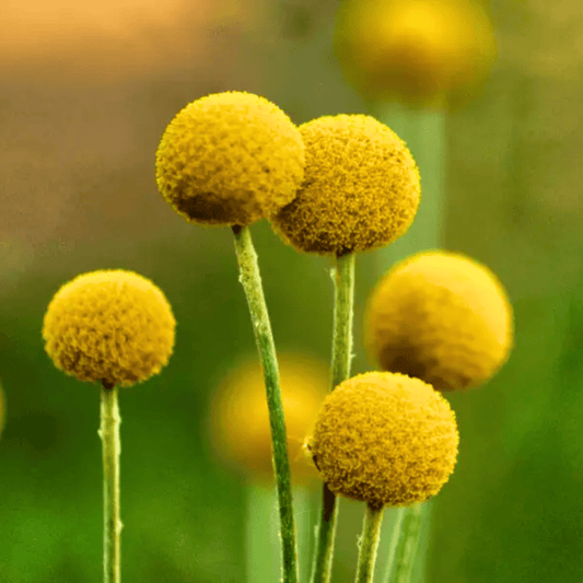 Billy Buttons (Drumsticks) – 50 Seeds