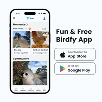 Birdfy Feeder - AI-Powered Smart Bird Feeder with Camera