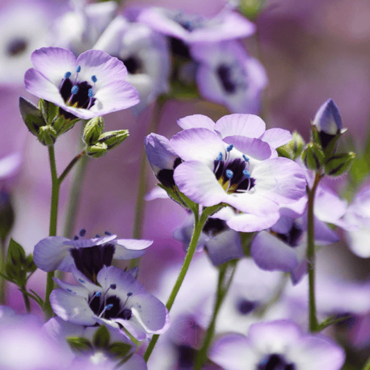 Bird's Eye – 100 Seeds