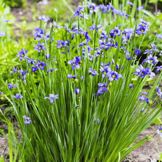 Blue Eyed Stout Grass – 50 Seeds