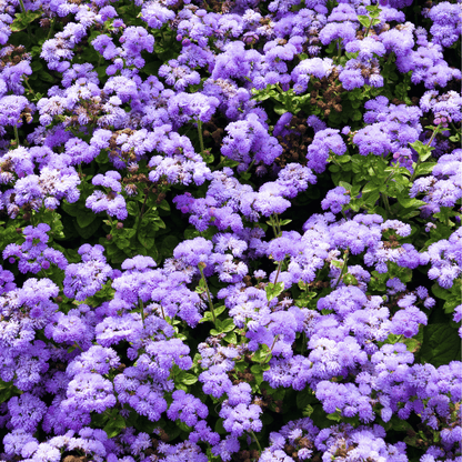 Blue Mink Dwarf Ageratum – 100 Seeds