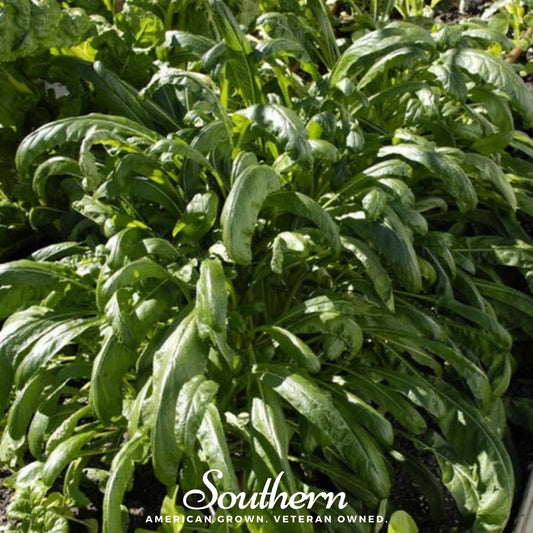 Mibuna Chinese Cabbage – 100 Seeds