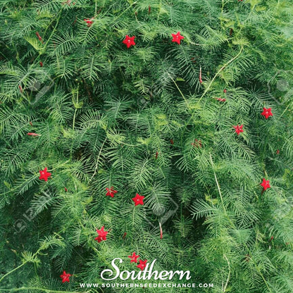 Cardinal Climber – 30 Seeds