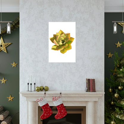 Noble Aeonium Succulent Botanical Print – Unframed Wall Art