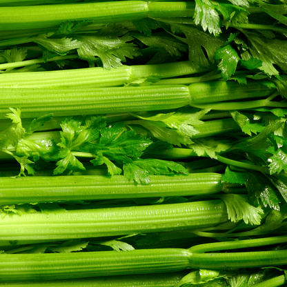 Tall Utah Celery Seeds