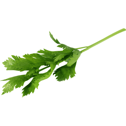 Tall Utah Celery Seeds