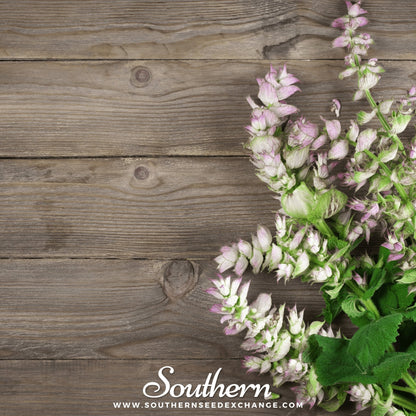 Clary Sage – 50 Seeds