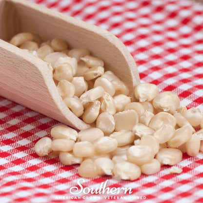 Stowells Evergreen Sweet Corn – 30 Seeds