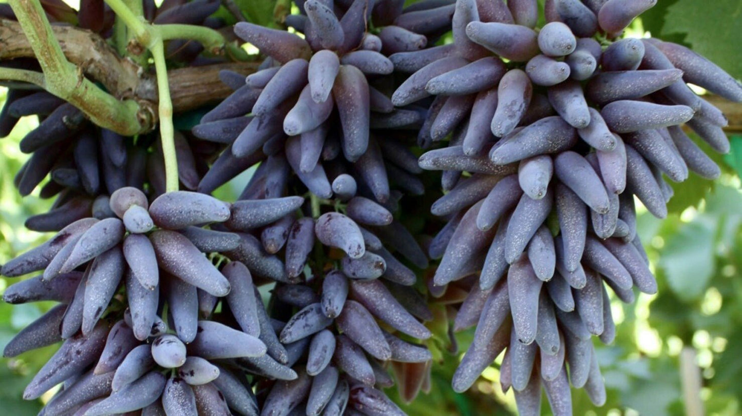 Cotton Candy - Heirloom Rare Deep Black Purple Finger Grape Seeds - Vitus Vinifera - Sweet Fruit