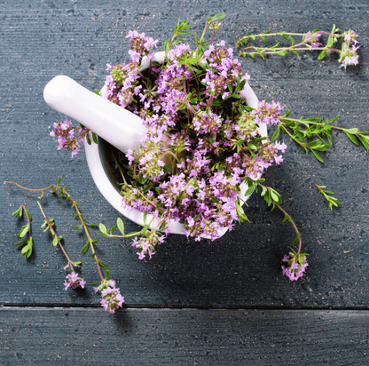 Creeping Thyme – 250 Seeds