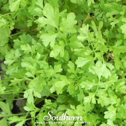 Curled Cress – 200 Seeds