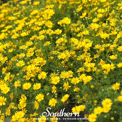 Dahlberg Daisy – 500 Seeds