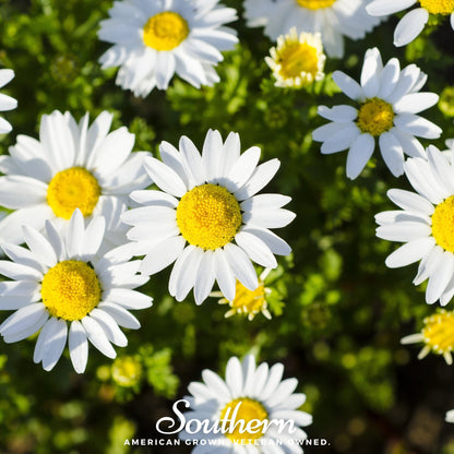 Dwarf Shasta Daisy – 100 Seeds
