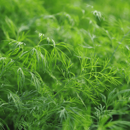 Hera Dill Seeds
