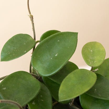 Endless Cascades® Chouke