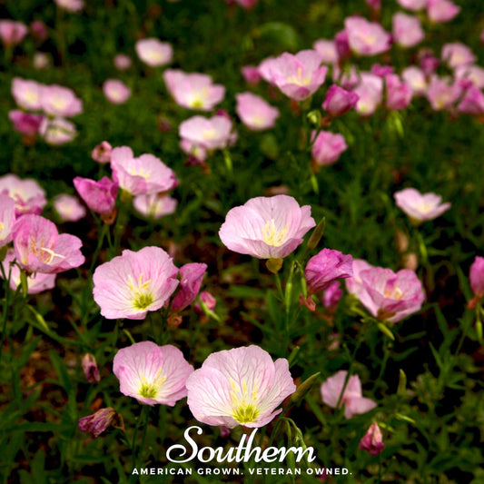 Showy Evening Primrose (Pink Ladies) – 100 Seeds