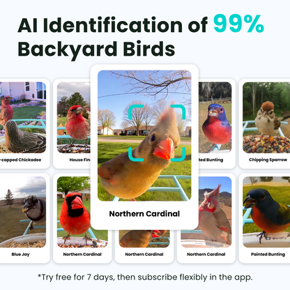 Birdfy Feeder with Solar Panel - Solar-Powered Smart Bird Feeder with Camera