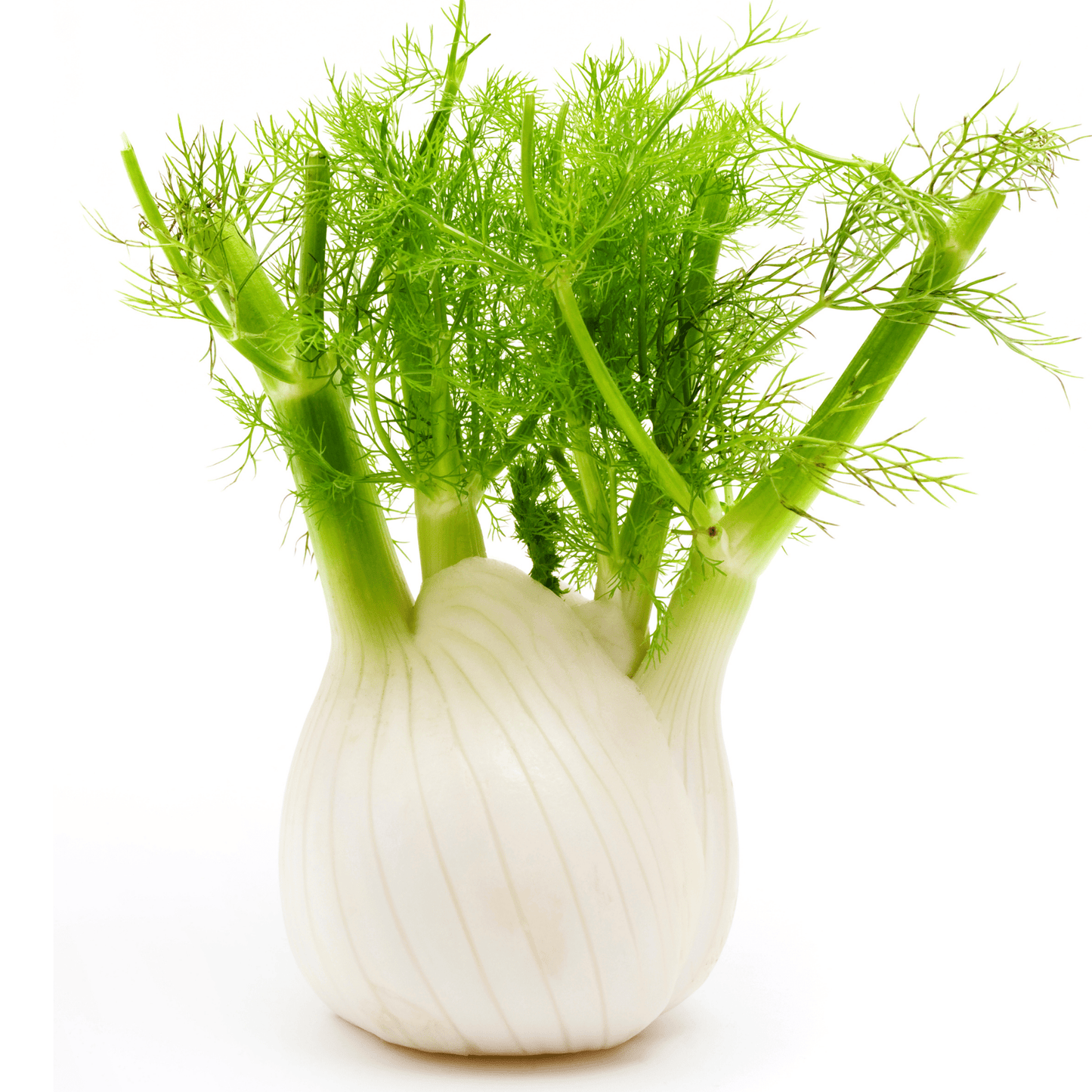 Preludio Fennel Seeds